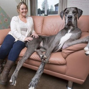 بالفيديو: أطول كلب في بريطانيا