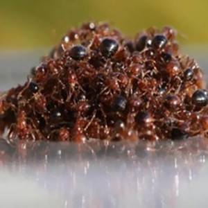 فيديو مذهل لمجموعة من النمل وهي تبني من نفسها قارباً لتجتاز نهر الامازون!