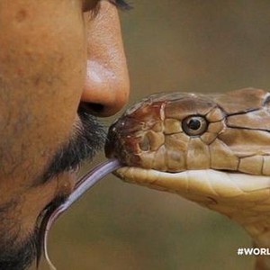 مروض ثعابين يُقبل أفعى قتلت والده على الهواء مباشرة 