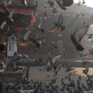 لحظة إطلاق سراح مئات الاف الطيور نحو الحرية دفعة واحدة