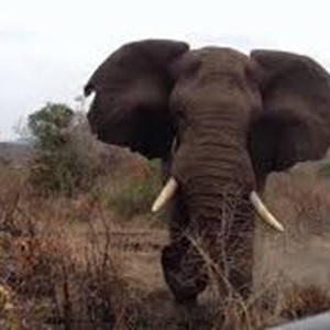 بالفيديو: شاهد اللحظات المرعبة التي عاشها سياح هاجمهم فيل غاضب !