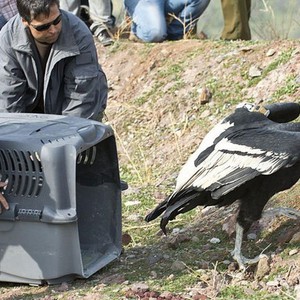 النسر الذهبي على حافة الانقراض بسبب الصيد وتغيرات المناخ