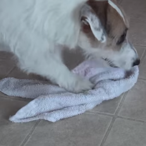 كلب خدوم يقوم بعشرات الوظائف المنزلية