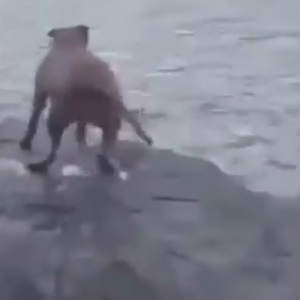 كلب شديد الوفاء يهب لنجدة صديقه الإنسان الذي يتظاهر بالغرق 