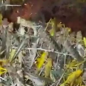 جيش من الجراد يلتهم شجرة في حائل و يخفيها عن الوجود 