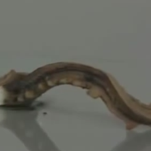 بالفيديو : مادة كيميائية عجيبة يخرج منها ما يُشبه الأفاعي إذا احرقتها  