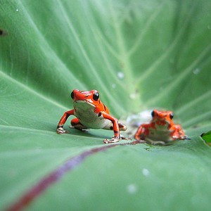 شاهد بالفيديو : أغرب السباقات بين الحيوانات على الإطلاق