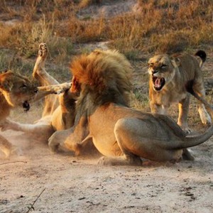 إناث الأسود يتدخلن لإنقاذ ذكرهن من معركة شرسة 