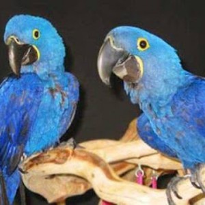 شاهد بالفيديو صوت هذه الحيوانات الصادرة عن إنسان 