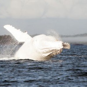 شاهد بالصور "ميجالو" الحوت الأحدب
