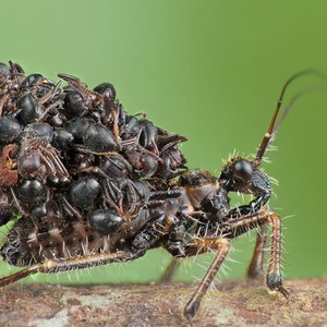 الحشرة السفاحة حاملة الجُثث..خُلقت لتقتل !