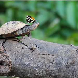 بالفيديو .. فراشات تشرب من دموع السلاحف  