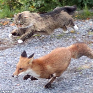 ثعلب مُتطفل يفر هارباً من قطٍ غاضب .. شاهد الصور