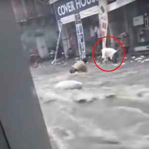 شاهد | لحظة انقاذ طفلة بعمر 3 سنوات من الموت غرقا في سيل جارف بالهند 