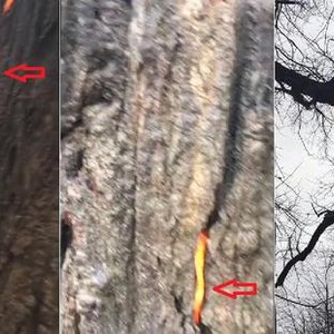  قلب شجرة يحترق دون قشرتها الخارجية في مشهدٍ شديد الغرابة   