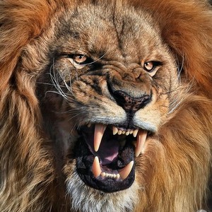 الفيديو الذي هز عرش الأسود حول العالم