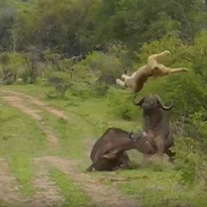 جاموس يُوجه ضربة قاتلة لأسد مفترس دفاعاً عن زوجته 