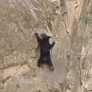دب صغير يتحدى الصعاب على حافة جبلية خطيرة