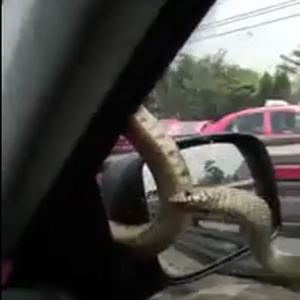 أفعى تفاجئ سائق سيارة أجرة 