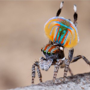 من قال أن العناكب قبيحة ..شاهد العنكبوت الطاووس