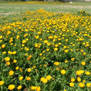 بالصور: روضة التنهات شمال الرياض .. بساط أخضر واسع يغص بملايين الأزهار