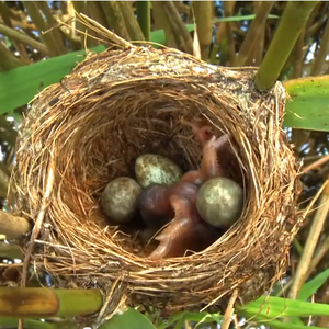 بالفيديو .. دهاء طائر "الوقواق" في إستغلال الطيور الأخرى  