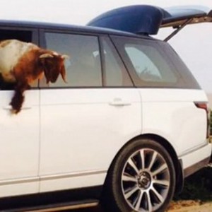 مواطن يحول سيارة سعرها نصف مليون ريال إلى حظيرة للخراف