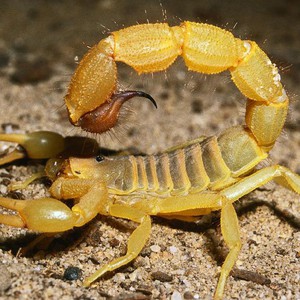 عقرب الدم .. موسم خروج العقارب في السعودية فاحذروها