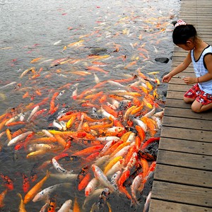 هندي يسكب الطعام بنهر مليء بالأسماك الجائعة.. فكيف كان ردّها!