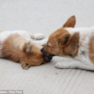 بالصور: كلب يُحاول إيقاظ صديقتة المُتوفية لمُدة 6 ساعات متواصلة دون جدوى 