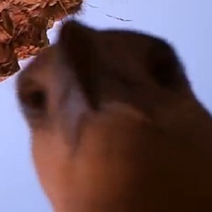 بالفيديو : نسر "فضولي" يسرق الكاميرا ويصور أروع المشاهد من سماء استراليا