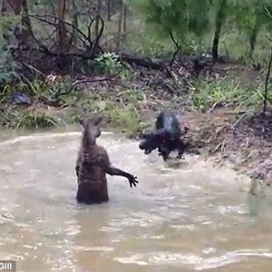 بالفيديو : كنغر غاضب يحاول أن يُغرق كلباً .. يعدما تطفل على خصوصيته !