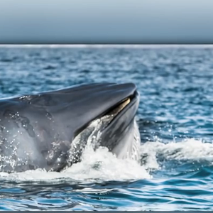 بالفيديو .. لحظات فقط كانت كفيلة لإبتلاع حوت لغواص