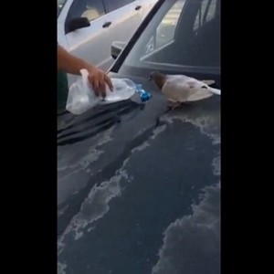 شاب يروي ظمأ حمامة إختارت أن تستريح على سيارته بعد أن أنهكها الحر والعطش 