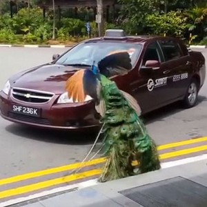 بالفيديو: طاووس يتحدى سائق سيارة ويجبره على ترك المكان