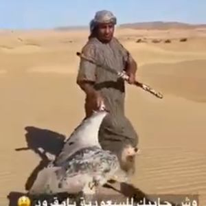 شاهد..مصير مؤلم للطيور المهاجرة التي تدخل أراضي السعودية 