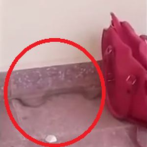 بالفيديو: هلع وخوف بين طالبات إحدى مدارس تبوك بسبب أفعى