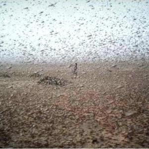 جيوش ضخمة من الجراد تزحف مهاجمةً الأراضي في ينبع البحر