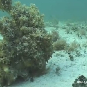 بالفيديو : أخطبوط عبقري في التخفّي .. شاهد من أين سيظهر 