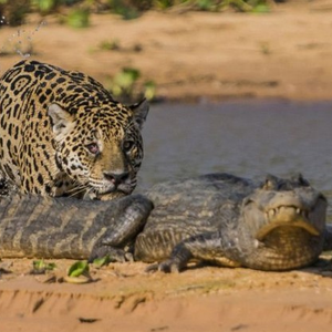 بالفيديو : فهد يقضي على تمساح ضخم بعضّة واحدة 