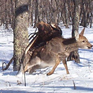 بالصور : مشاهد نادرة جداً لانقضاض نسر ذهبي على غزال