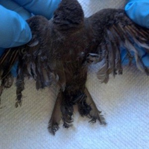 أكبر مزرعة للطاقة الشمسية بالعالم تتسبب بـ "مجزة حقيقية" في عالم الطيور 