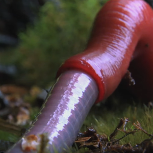 علقة حمراء تبتلع دودة ضخمة بطريقة مثيرة  