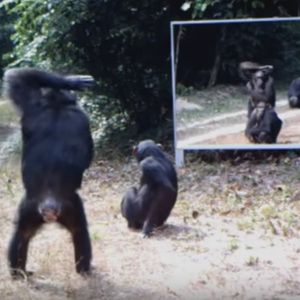 ماذا سيحدث لو وضعنا مرآة كبيرة وسط غابة مليئة بالحيوانات؟ 