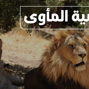 جوَّك وين؟ (محمية المأوى)