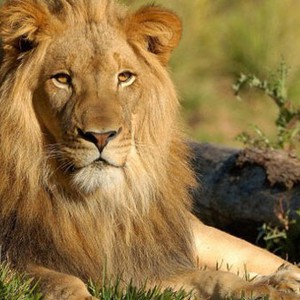 ردة فعل أسد يرى العشب للمرة الاولى منذ 13 عاماً 