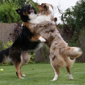 بالفيديو: كلب يرفض ترك جثة صديقه