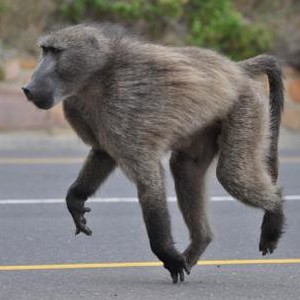 بالفيديو: القرود تحتل ملاهي غابة رغدان بالباحة وتسرح وتمرح بها