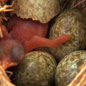 طائر عمره دقائق يحترف القتل لينفذ أكبر خدعة في عالم الطيور