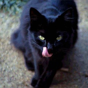 قط يتمكن من اصطياد فأر بطريقة مذهلة في الحرم النبوي